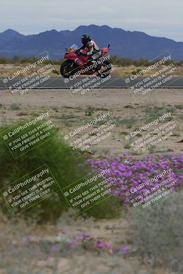 media/Jan-14-2023-SoCal Trackdays (Sat) [[497694156f]]/Turn 14 Exit Bloomig (145pm)/